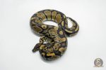 5794 1.0 MAHOGANY HET PIEBALD