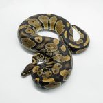 5794 1.0 MAHOGANY HET PIEBALD