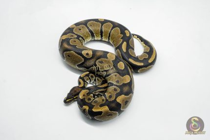 5794 1.0 MAHOGANY HET PIEBALD