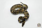 5794 1.0 MAHOGANY HET PIEBALD - Image 2