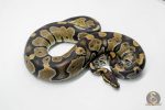 5794 1.0 MAHOGANY HET PIEBALD - Image 3
