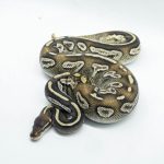 5798 1.0 BLACKHEAD MOJAVE YELLOW BELLY
