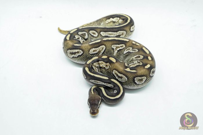5798 1.0 BLACKHEAD MOJAVE YELLOW BELLY - Image 2