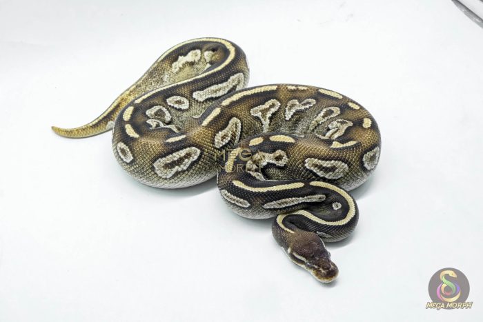5798 1.0 BLACKHEAD MOJAVE YELLOW BELLY - Image 3