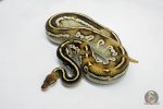 5799 0.1 BLACKHEAD MOJAVE YELLOW BELLY