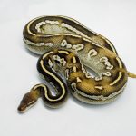 5799 0.1 BLACKHEAD MOJAVE YELLOW BELLY