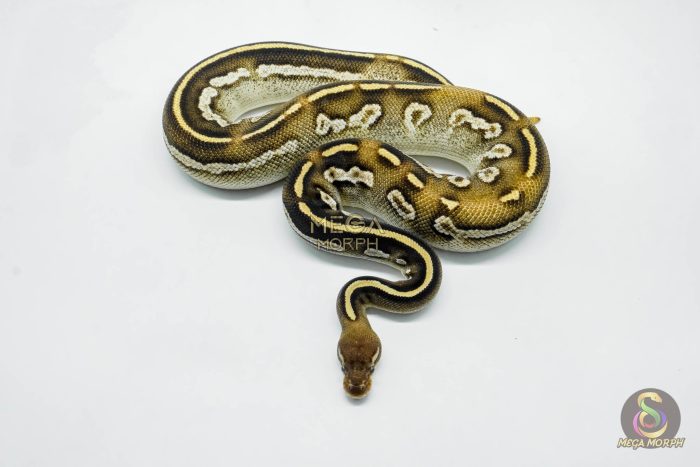 5799 0.1 BLACKHEAD MOJAVE YELLOW BELLY - Image 2