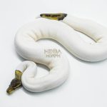 5801 1.0 BLACK PASTEL RUSSO PIEBALD