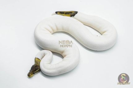 5801 1.0 BLACK PASTEL RUSSO PIEBALD