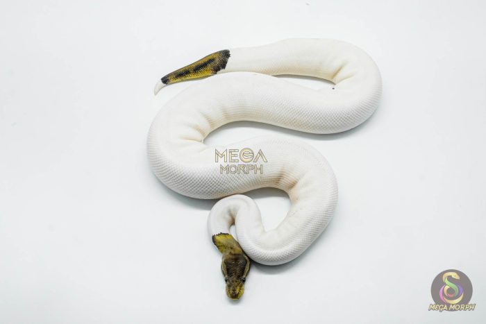 5801 1.0 BLACK PASTEL RUSSO PIEBALD - Image 2