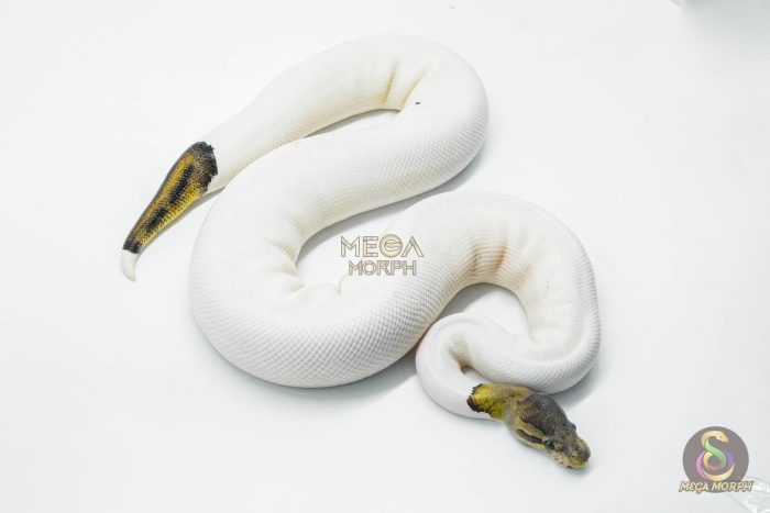 5801 1.0 BLACK PASTEL RUSSO PIEBALD - Image 3