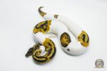 5802 0.1 PIEBALD