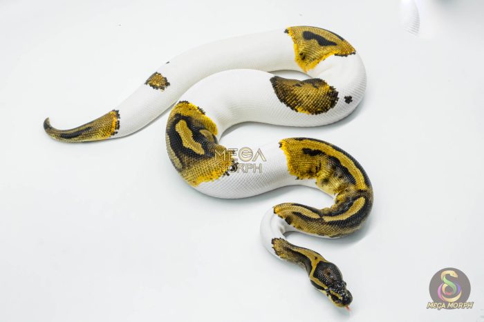 5802 0.1 PIEBALD - Image 2