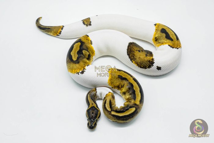 5802 0.1 PIEBALD - Image 3