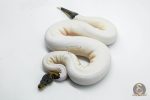 5803 1.0 BLACK PASTEL RUSSO PIEBALD