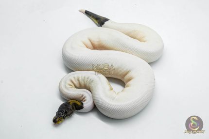 5803 1.0 BLACK PASTEL RUSSO PIEBALD