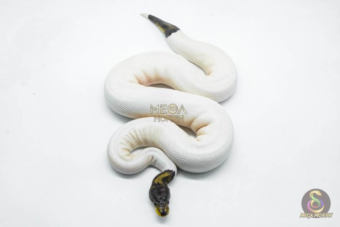 5803 1.0 BLACK PASTEL RUSSO PIEBALD - Image 2