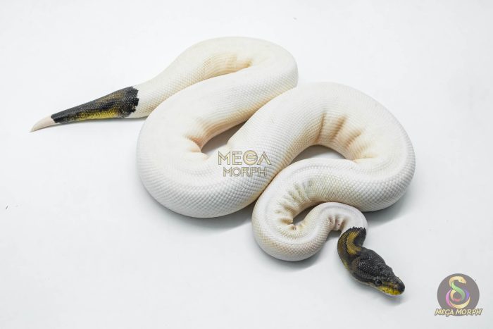 5803 1.0 BLACK PASTEL RUSSO PIEBALD - Image 3