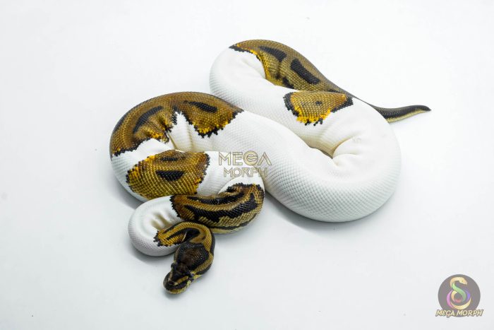 5804 0.1 LEOPARD PIEBALD POSS ORANGE DREAM - Image 1