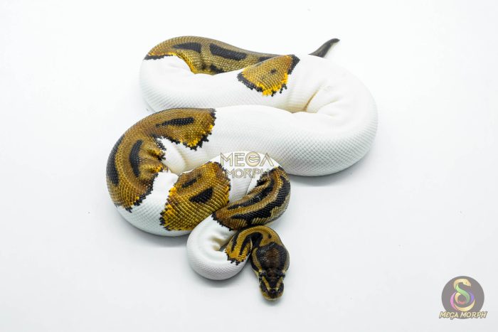 5804 0.1 LEOPARD PIEBALD POSS ORANGE DREAM - Image 2