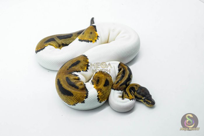 5804 0.1 LEOPARD PIEBALD POSS ORANGE DREAM - Image 3