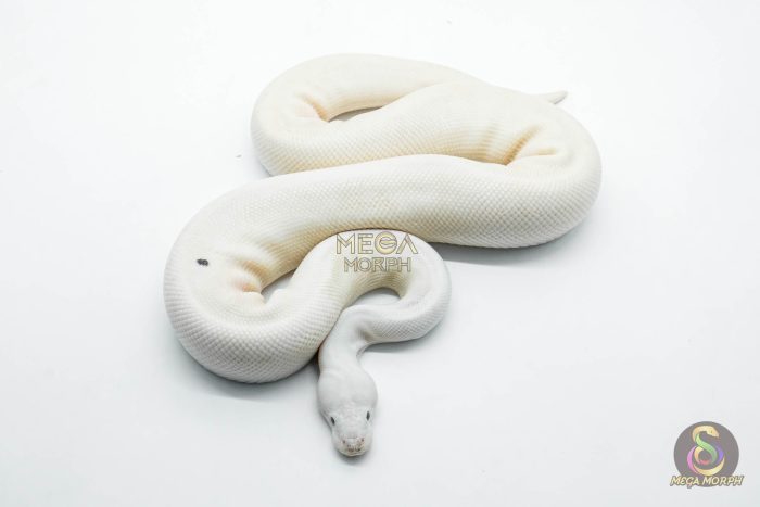 5807 1.0 RUSSO PIEBALD POSS BLACK PASTEL - Image 2