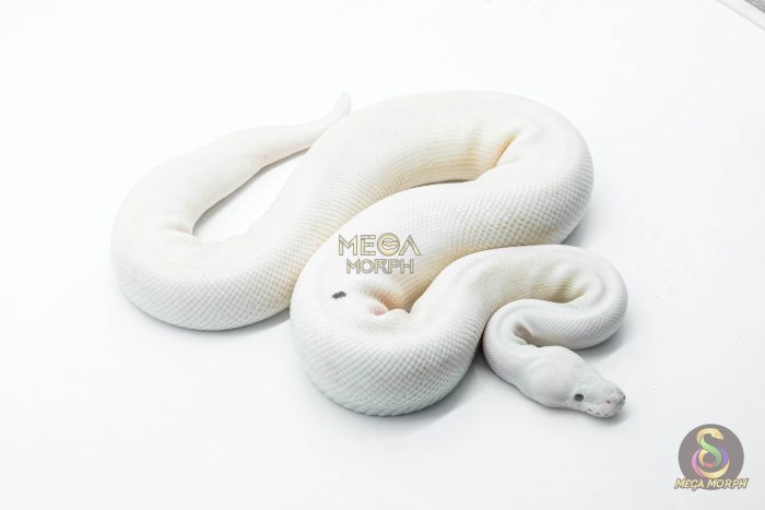 5807 1.0 RUSSO PIEBALD POSS BLACK PASTEL - Image 3