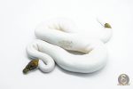 5808 1.0 BLACK PASTEL RUSSO PIEBALD