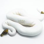 5808 1.0 BLACK PASTEL RUSSO PIEBALD