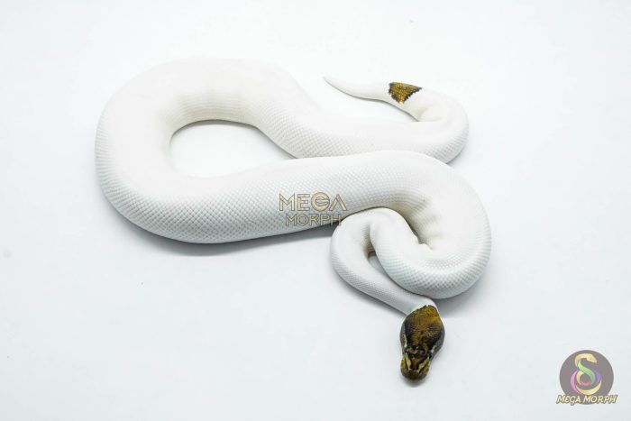 5808 1.0 BLACK PASTEL RUSSO PIEBALD - Image 2