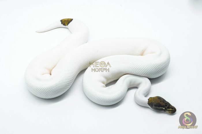 5808 1.0 BLACK PASTEL RUSSO PIEBALD - Image 3