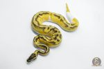 5809 0.1 ENCHI PASTEL YELLOW BELLY PIEBALD