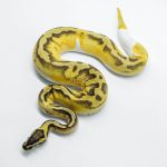 5809 0.1 ENCHI PASTEL YELLOW BELLY PIEBALD