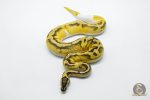 5809 0.1 ENCHI PASTEL YELLOW BELLY PIEBALD - Image 2