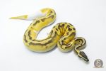 5809 0.1 ENCHI PASTEL YELLOW BELLY PIEBALD - Image 3