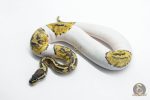 5811 0.1 PASTEL YELLOW BELLY PIEBALD