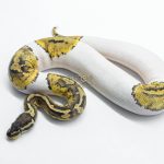 5811 0.1 PASTEL YELLOW BELLY PIEBALD