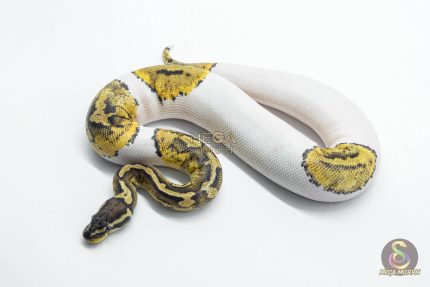 5811 0.1 PASTEL YELLOW BELLY PIEBALD