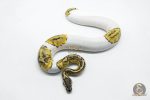 5811 0.1 PASTEL YELLOW BELLY PIEBALD - Image 2