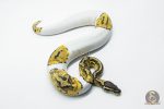 5811 0.1 PASTEL YELLOW BELLY PIEBALD - Image 3