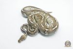 5813 1.0 CHOCOLATE MOJAVE FIRE HET CLOWN