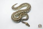 5813 1.0 CHOCOLATE MOJAVE FIRE HET CLOWN - Image 2