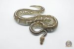 5813 1.0 CHOCOLATE MOJAVE FIRE HET CLOWN - Image 3