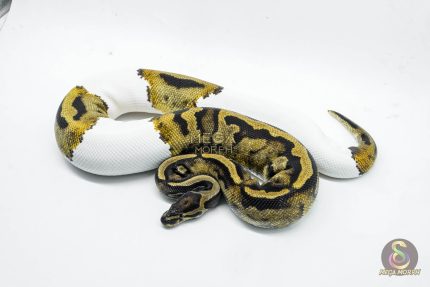5816 0.1 PIEBALD POSS LEOPARD