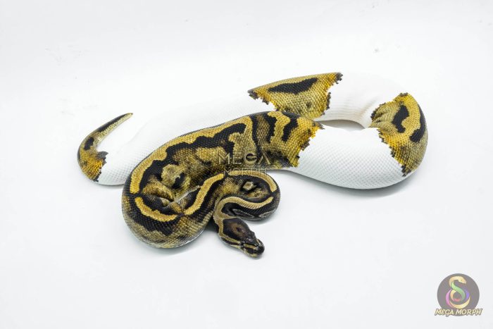 5816-3-1.jpg 5816 0.1 PIEBALD POSS LEOPARD - Image 3