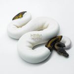 5817 0.1 LEOPARD PIEBALD