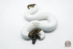 5817 0.1 LEOPARD PIEBALD - Image 2