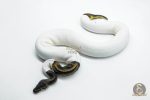 5817 0.1 LEOPARD PIEBALD - Image 3