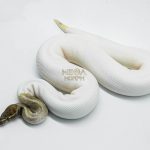 5821 0.1 MOJAVE PASTEL PIEBALD