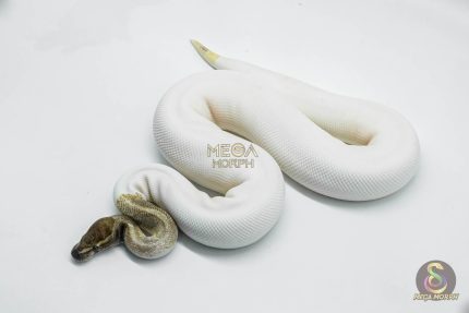 5821 0.1 MOJAVE PASTEL PIEBALD